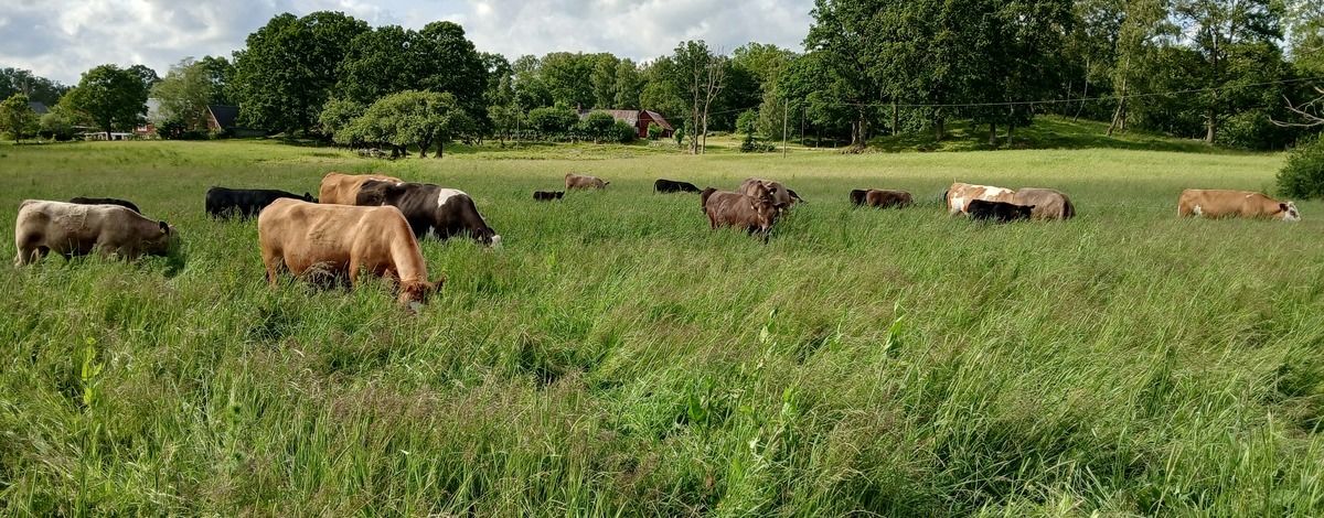 Anders Svensson i Mala